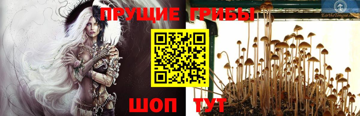 Псилоцибиновые грибы Cubensis  Псилоцибиновые грибы Cubensis  Златоуст  Вход с VPN 